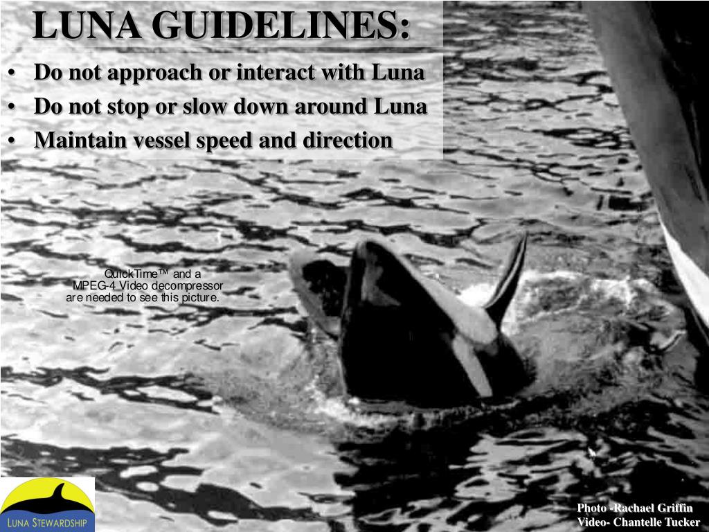 PPT INTRODUCTION PowerPoint Presentation, free download ID4206980