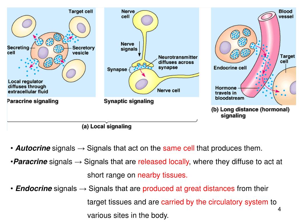 PPT MB207 Molecular Cell Biology Cell Communication PowerPoint