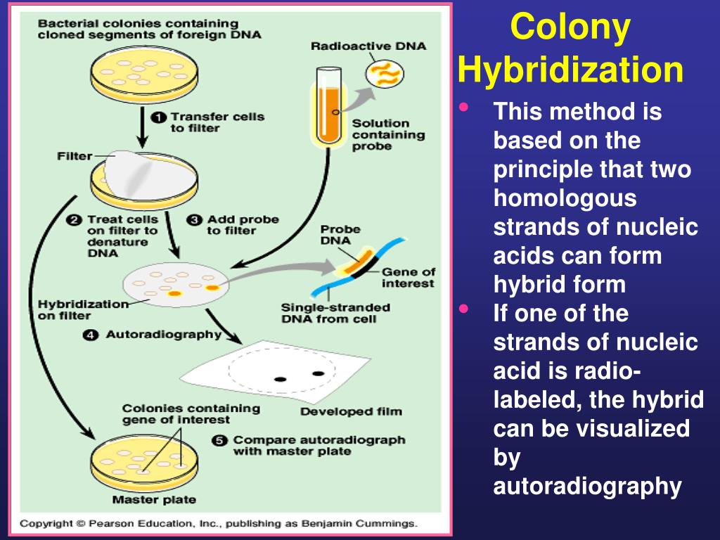 PPT [II] Molecular Techniques for Studying Gene Expression PowerPoint