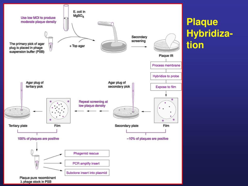 PPT [II] Molecular Techniques for Studying Gene Expression PowerPoint