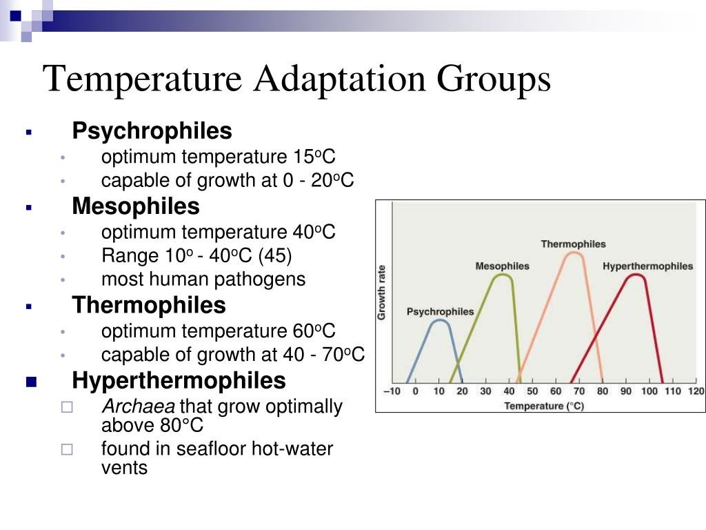 PPT Bacterial Classification, Anatomy, Nutrition, Growth