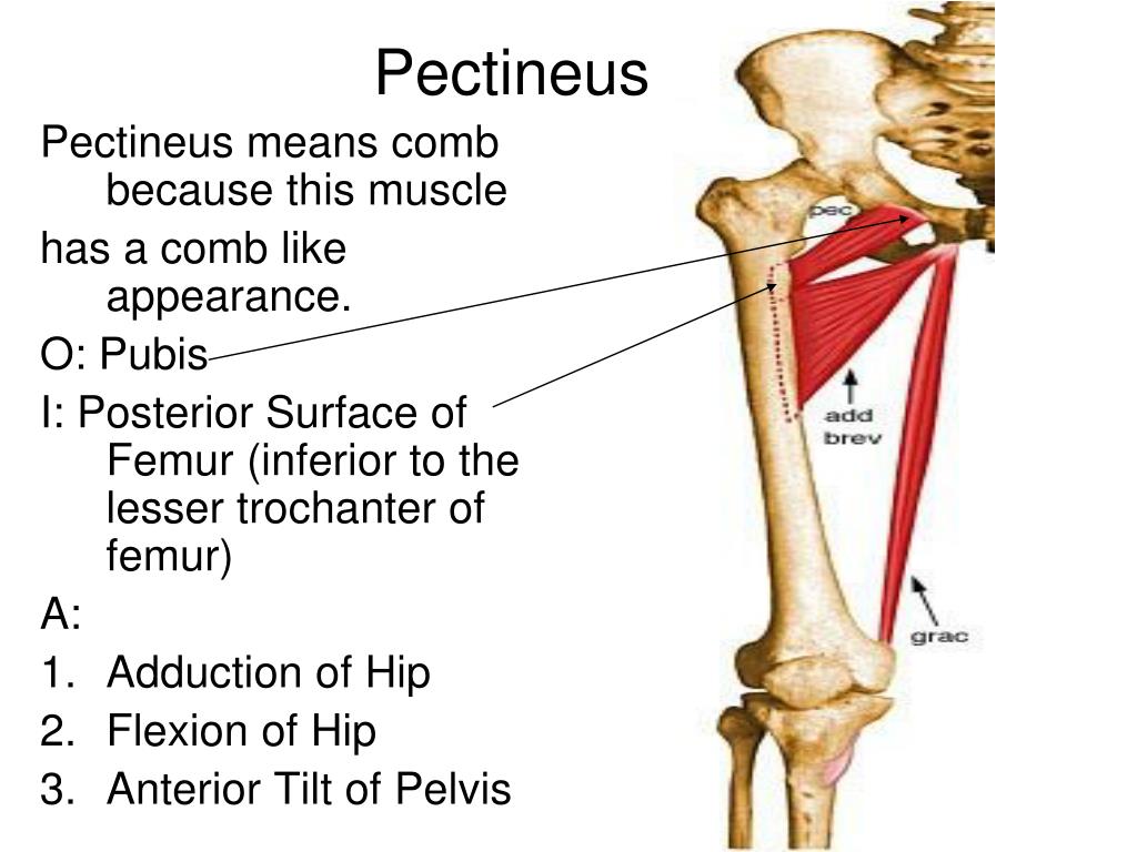 PPT The Muscles that Adduct the Femur at the Acetabulofemoral (Hip