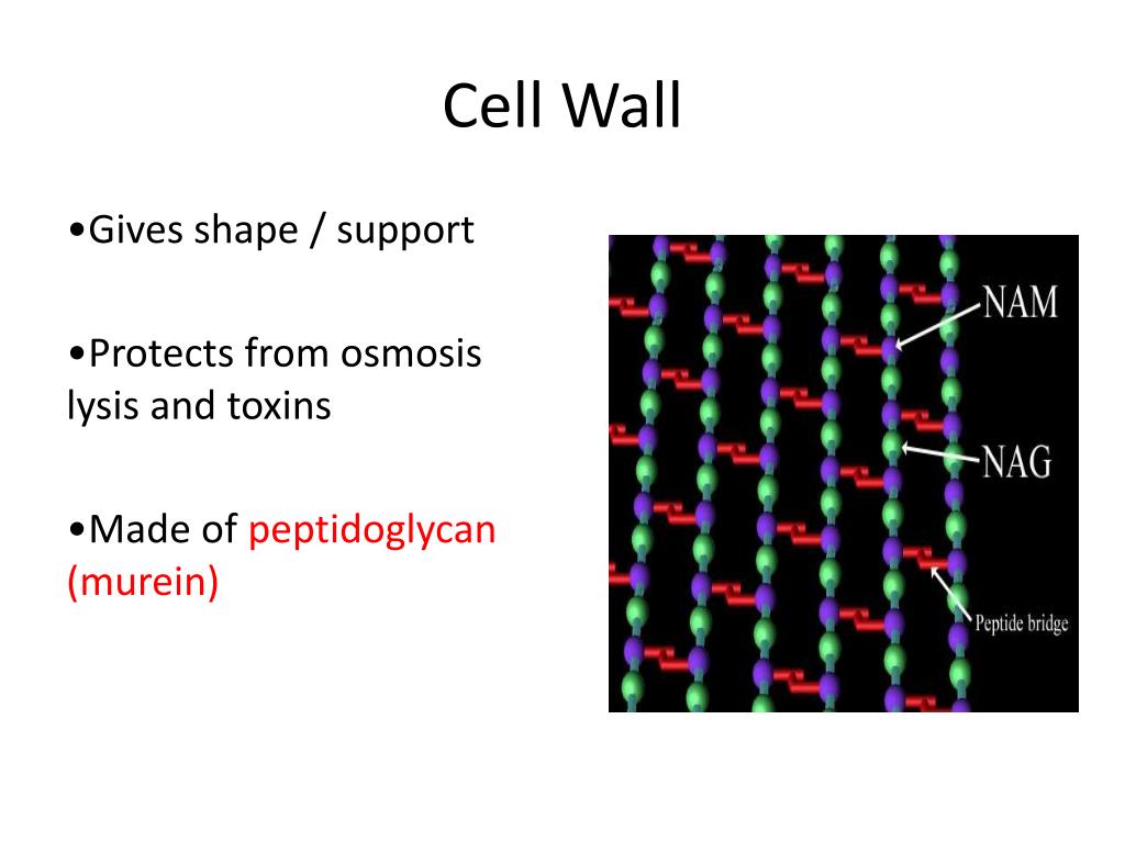PPT M122 Microbiology MIDTERM REVIEW PowerPoint Presentation, free