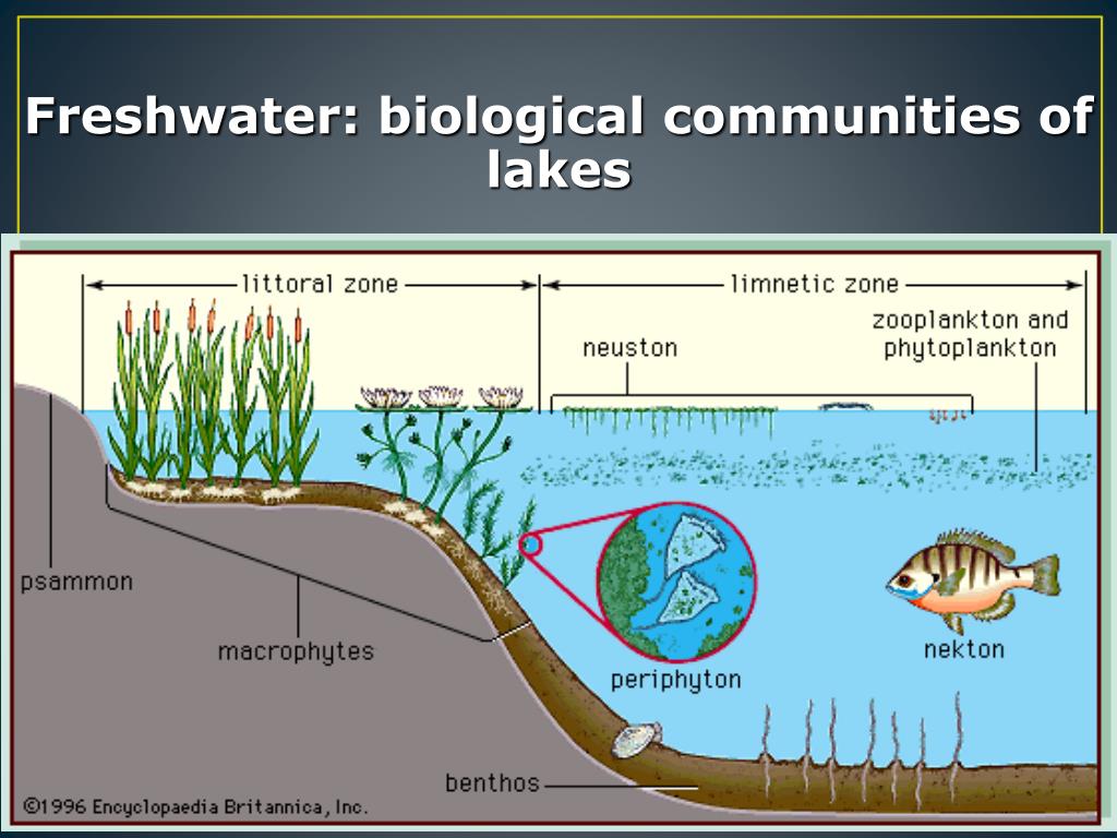 PPT LAKES AND PONDS ECOSYSTEM PowerPoint Presentation, free download