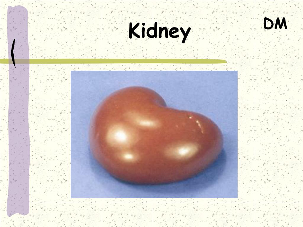 PPT Meats Identification PowerPoint Presentation, free download ID
