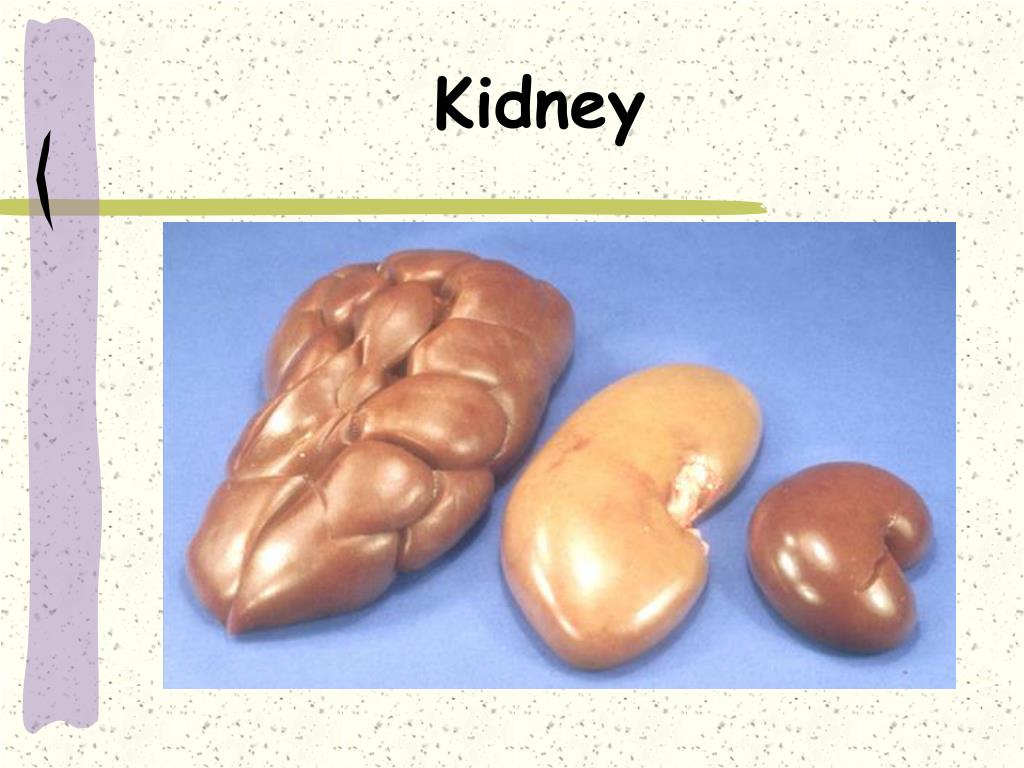 PPT Meats Identification PowerPoint Presentation, free download ID