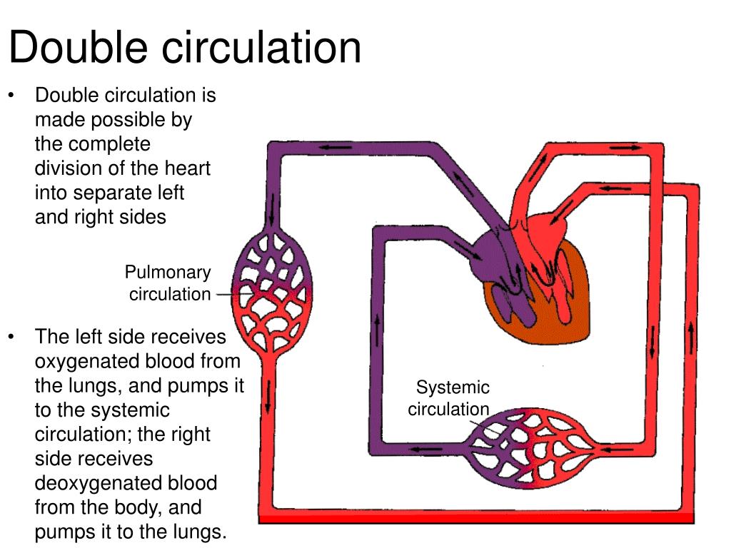PPT Circulation PowerPoint Presentation, free download ID4224947