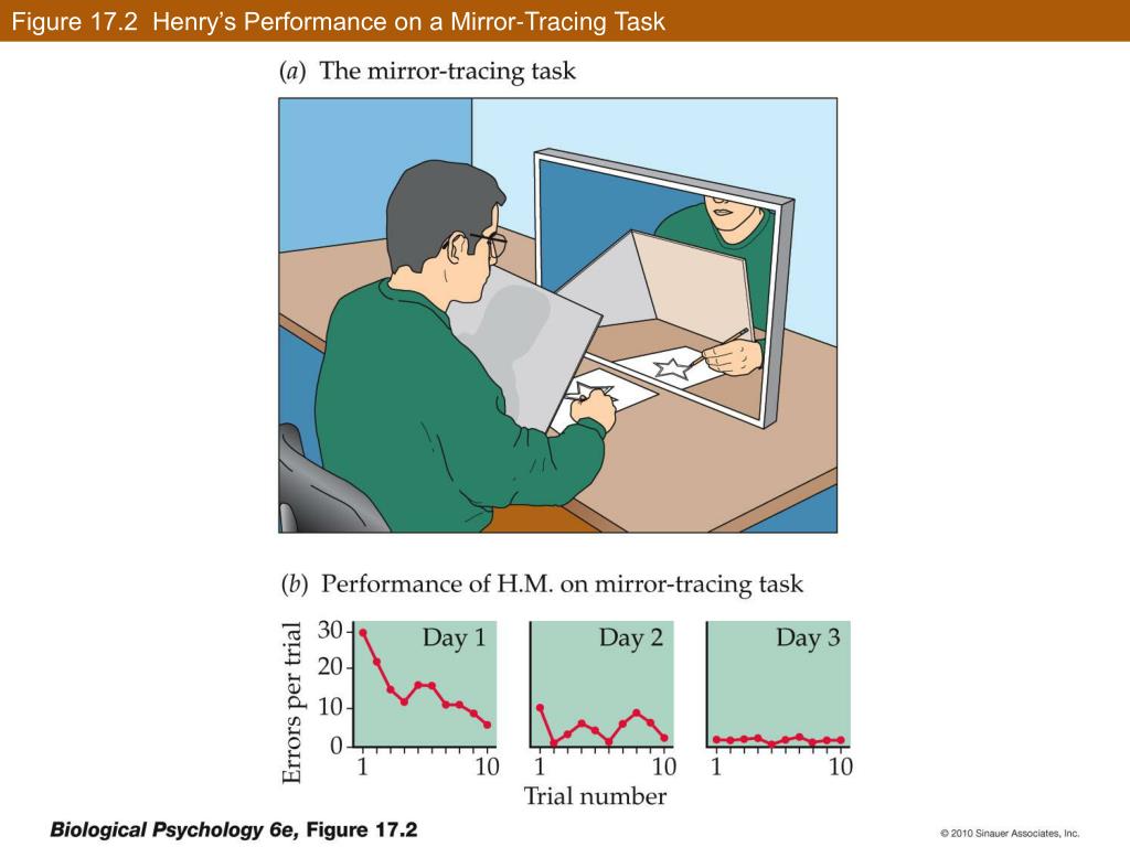 PPT Learning and Memory PowerPoint Presentation, free download ID4225327