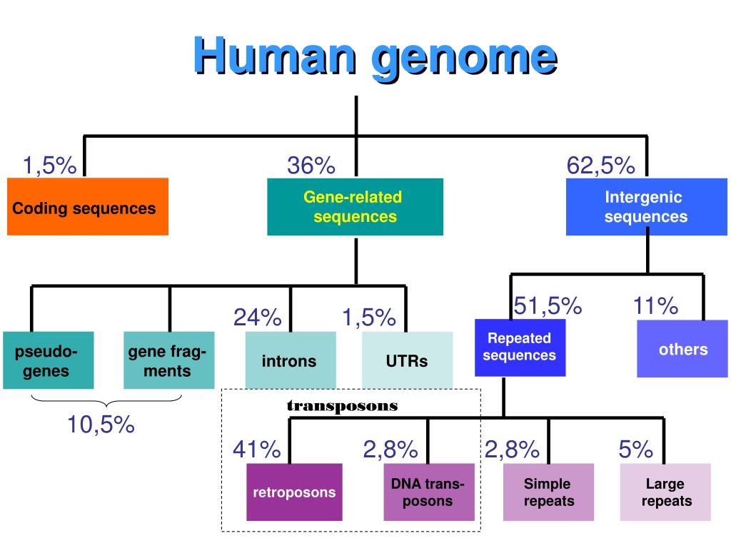 PPT The GENOME PowerPoint Presentation, free download ID4225812