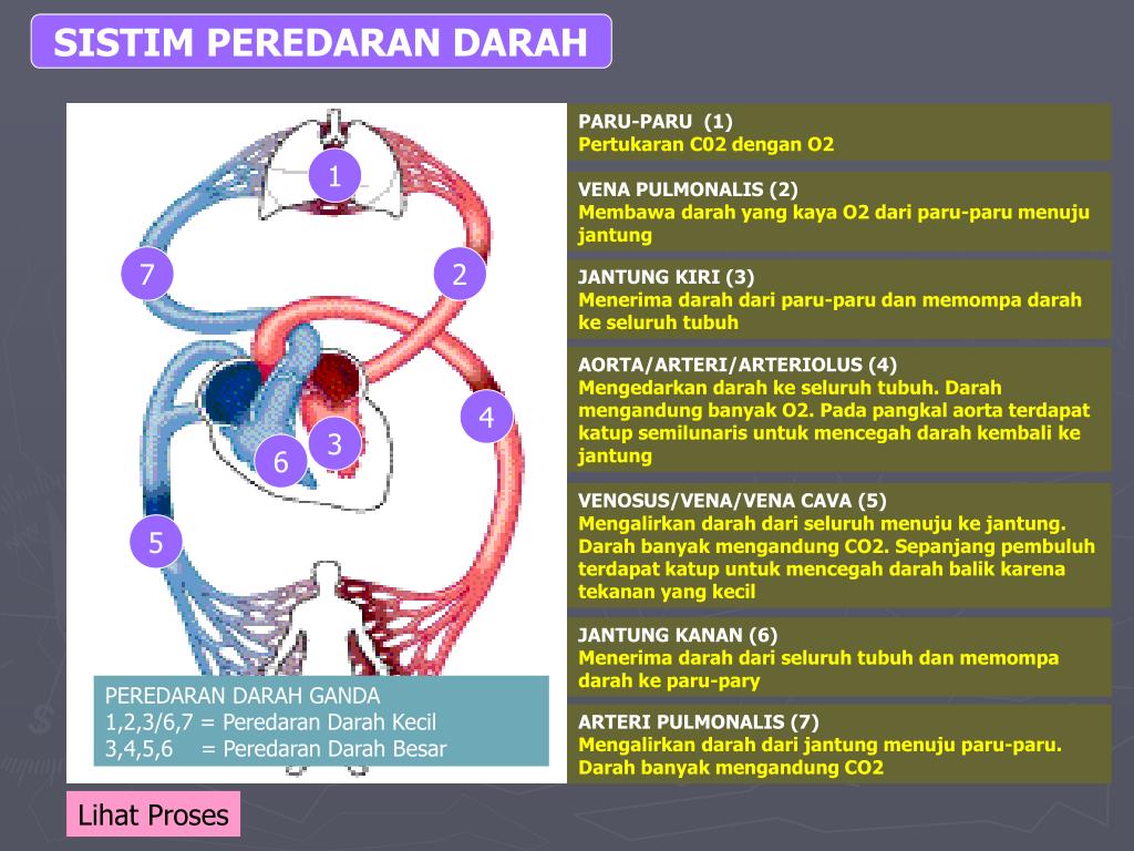 PPT PEREDARAN DARAH PADA MANUSIA PowerPoint Presentation
