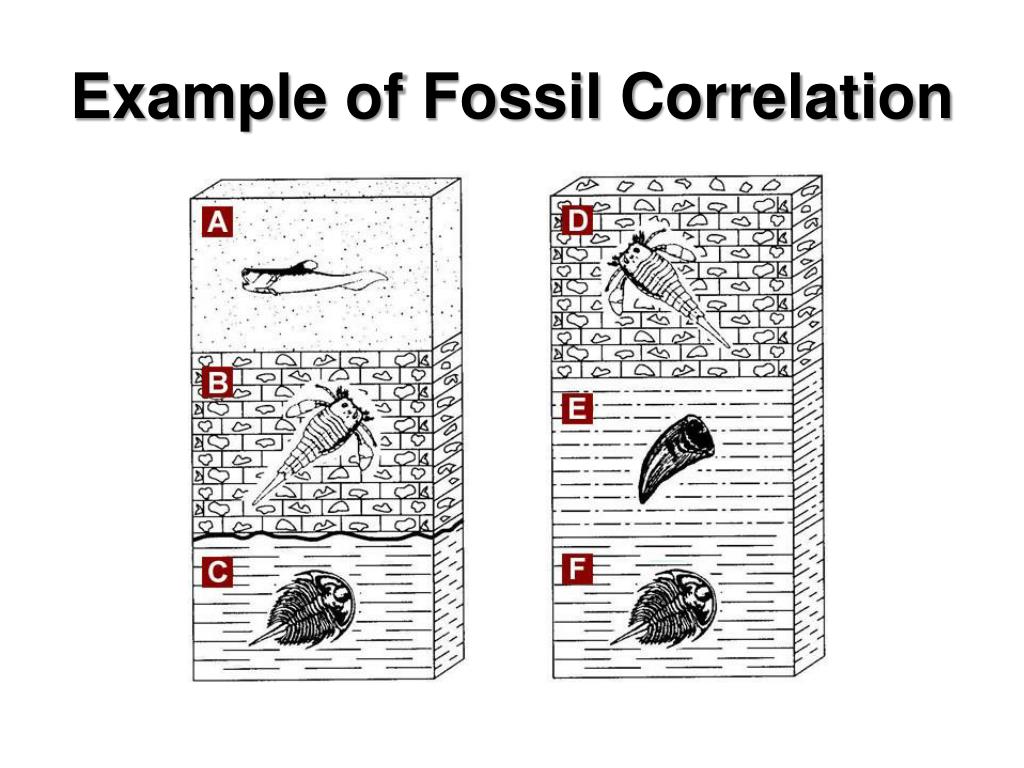 PPT RelativeAge Dating PowerPoint Presentation, free download ID