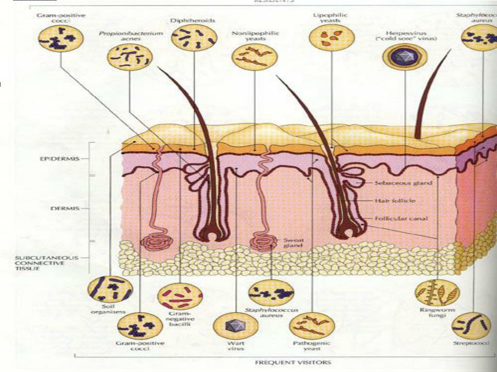 PPT Bacterial Pathogenesis PowerPoint Presentation, free
