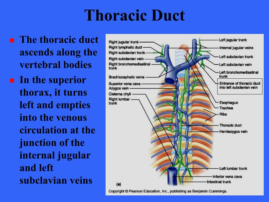 PPT The Lymphatic System PowerPoint Presentation, free download ID