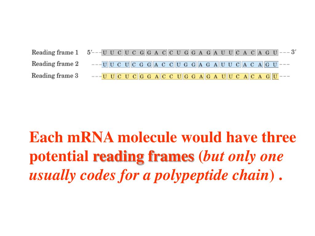 PPT Chapter 12 Protein Biosynthesis 蛋白质生物合成 PowerPoint Presentation