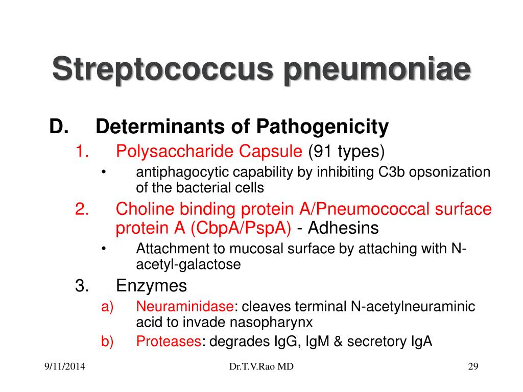 PPT Streptococcus pneumoniae pneumococcus PowerPoint Presentation