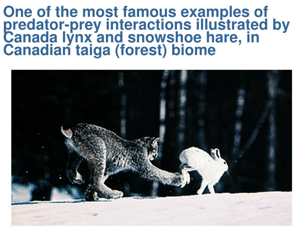 predator Predator Prey Interactions Examples