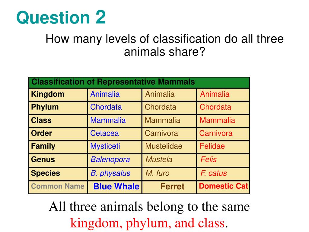 PPT All of these organisms are animals and belong in Kingdom Animalia