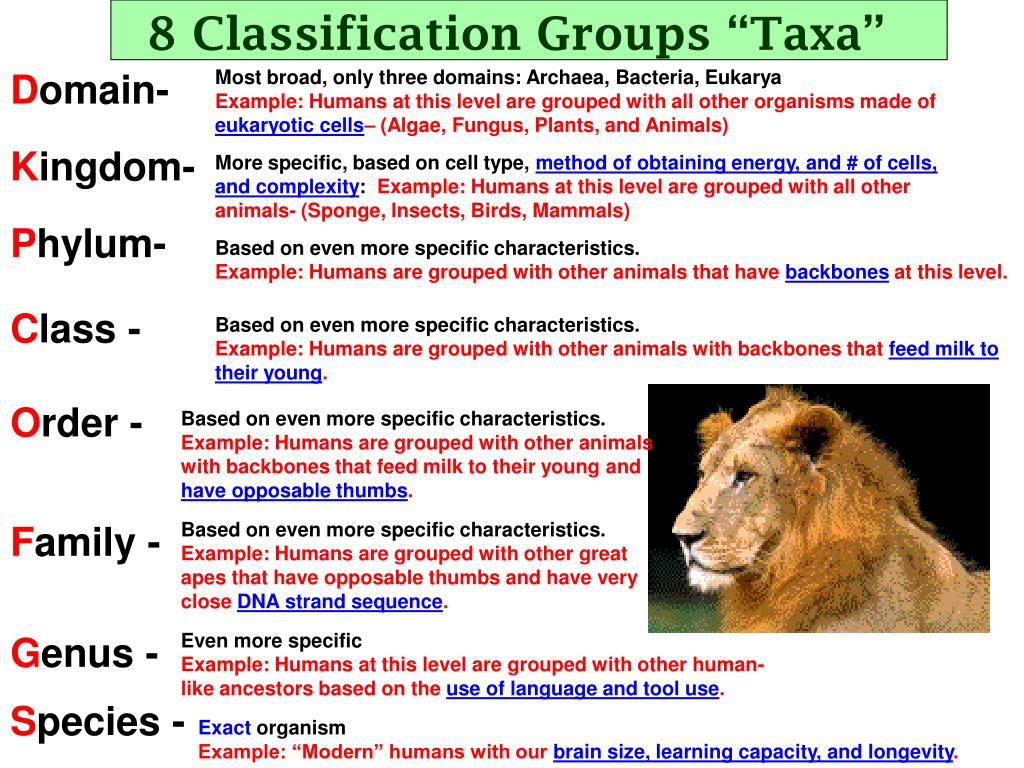 PPT All of these organisms are animals and belong in Kingdom Animalia