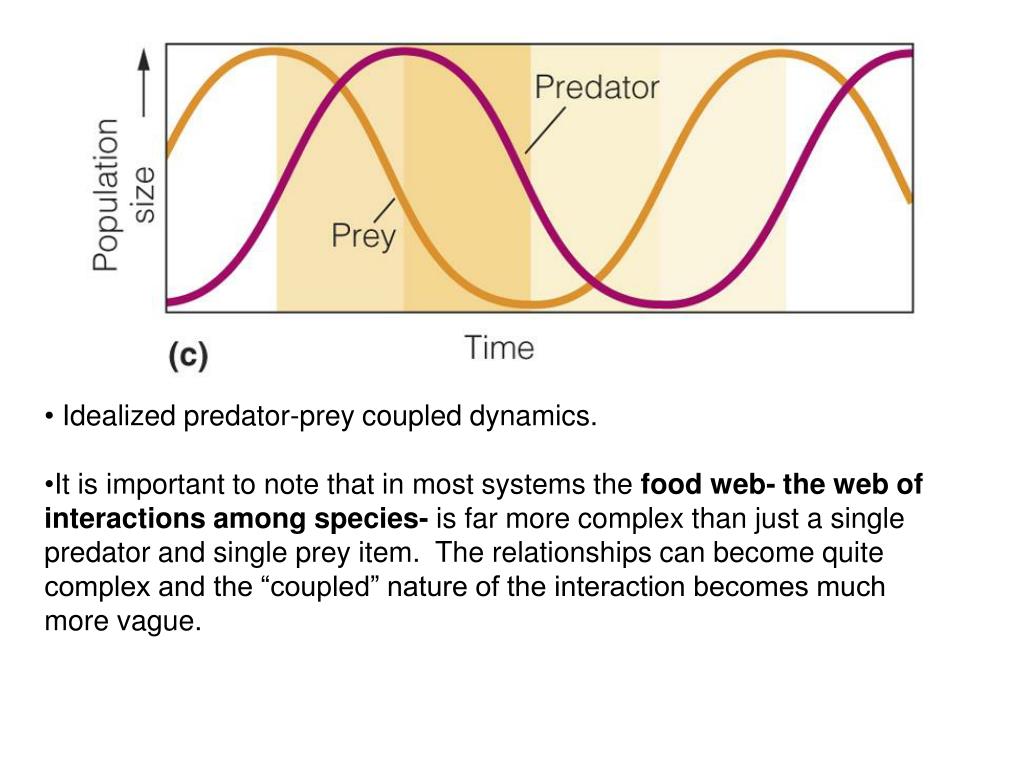 PPT Predatorprey relationships PowerPoint Presentation, free