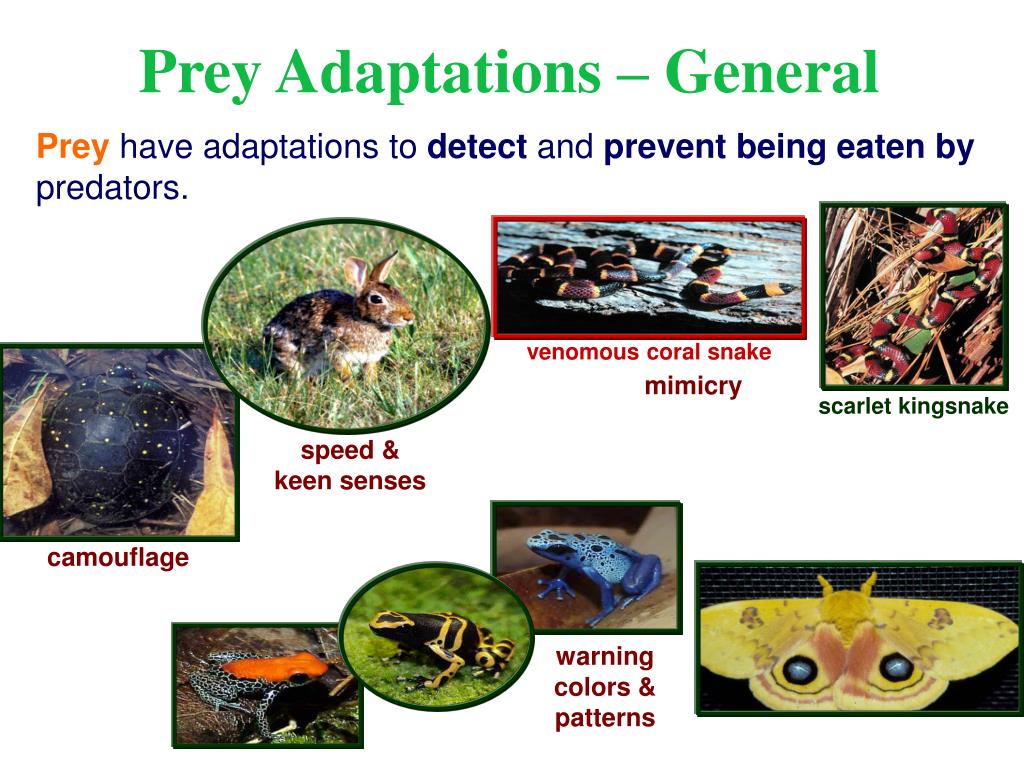 PPT Predator Prey Relationships PowerPoint Presentation, free