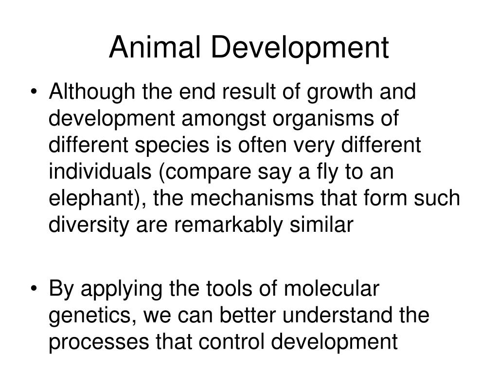 PPT Animal Characteristics & Development CH21 PowerPoint Presentation