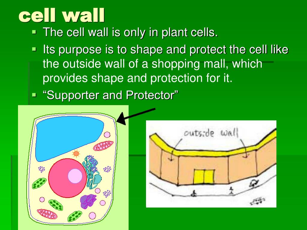 PPT What are cell parts and their functions? PowerPoint Presentation