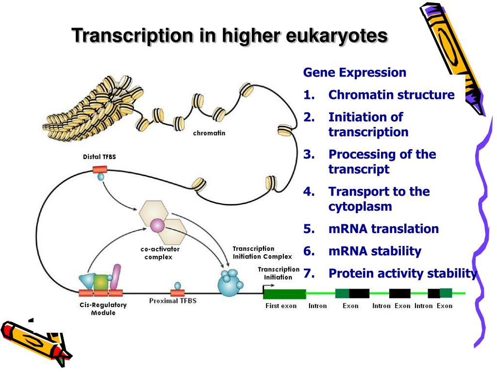 PPT Transcription factor binding sites and gene regulatory network