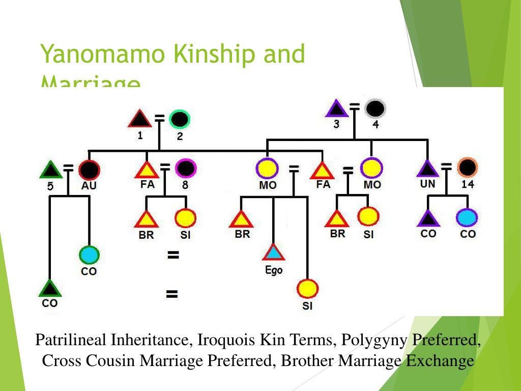 PPT Kinship Diagramming PowerPoint Presentation, free download ID