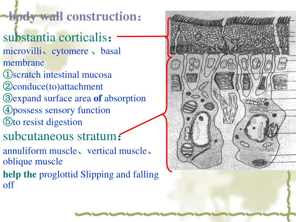 PPT The Cestodes (tape worm) PowerPoint Presentation, free download