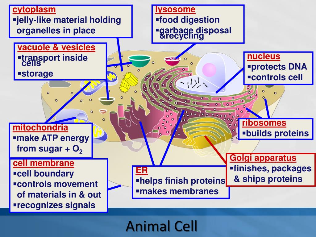 Cytoplasm Function Real Life Example Osmond Parviz