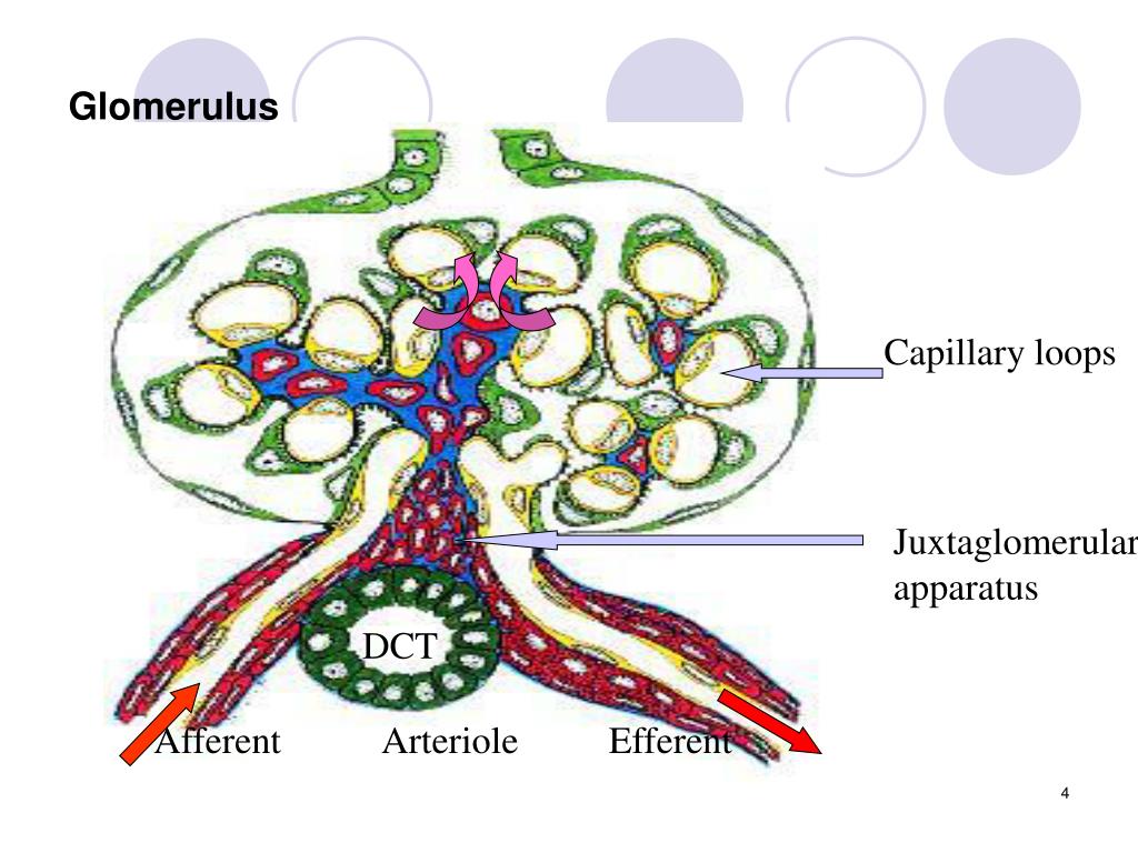 PPT The Pathology of Glomerular Diseases PowerPoint Presentation, free download ID4251947