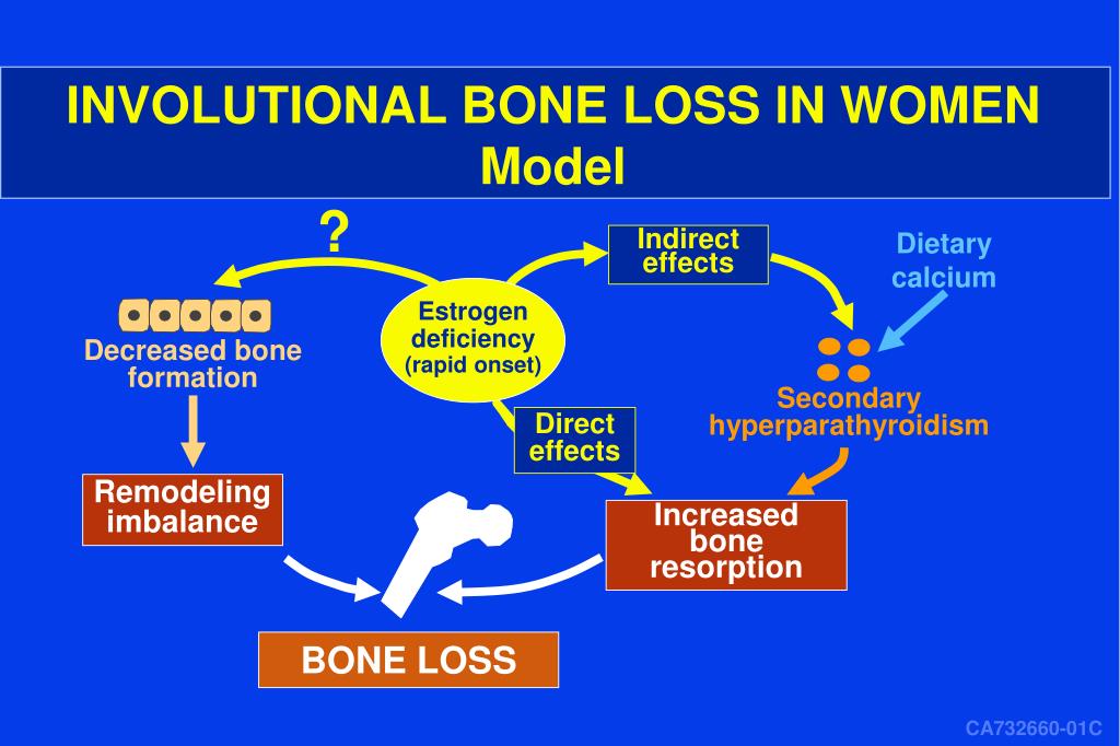 PPT ESTROGEN ACTION, BONE CELL FUNCTION, AND OSTEOPOROSIS PowerPoint