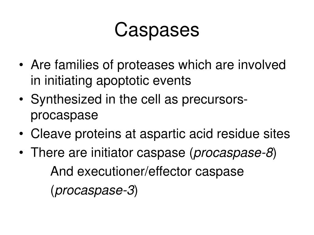 PPT Caspase Activity in Apoptotic Cells PowerPoint Presentation, free