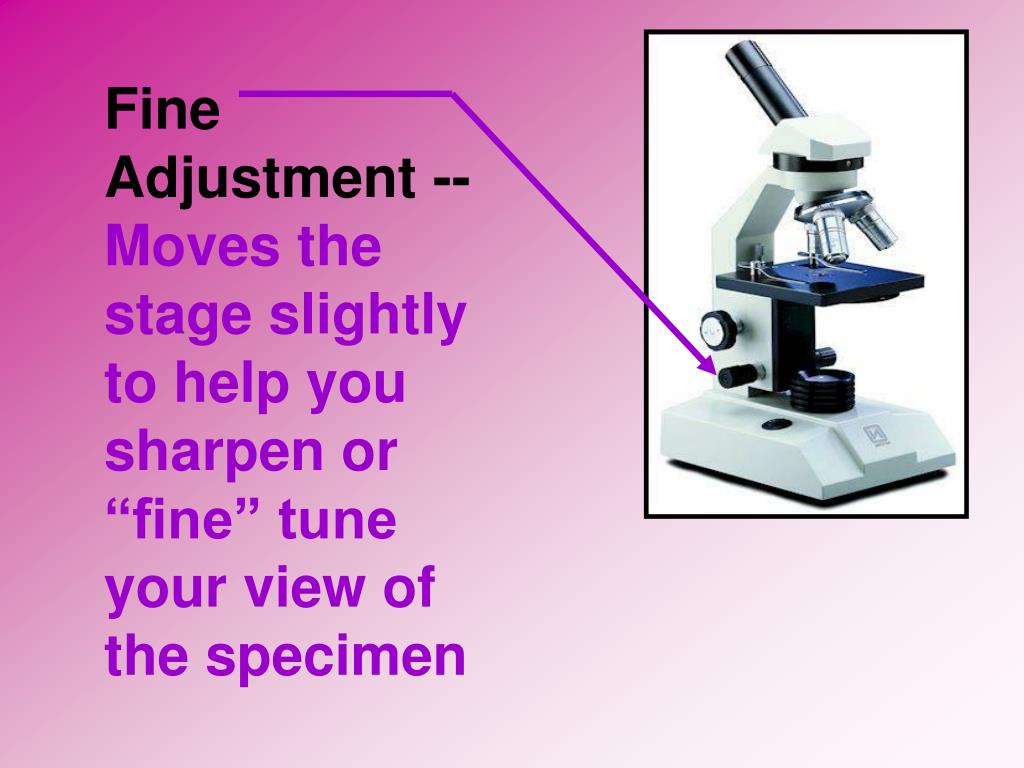 PPT Parts of the Microscope PowerPoint Presentation, free download