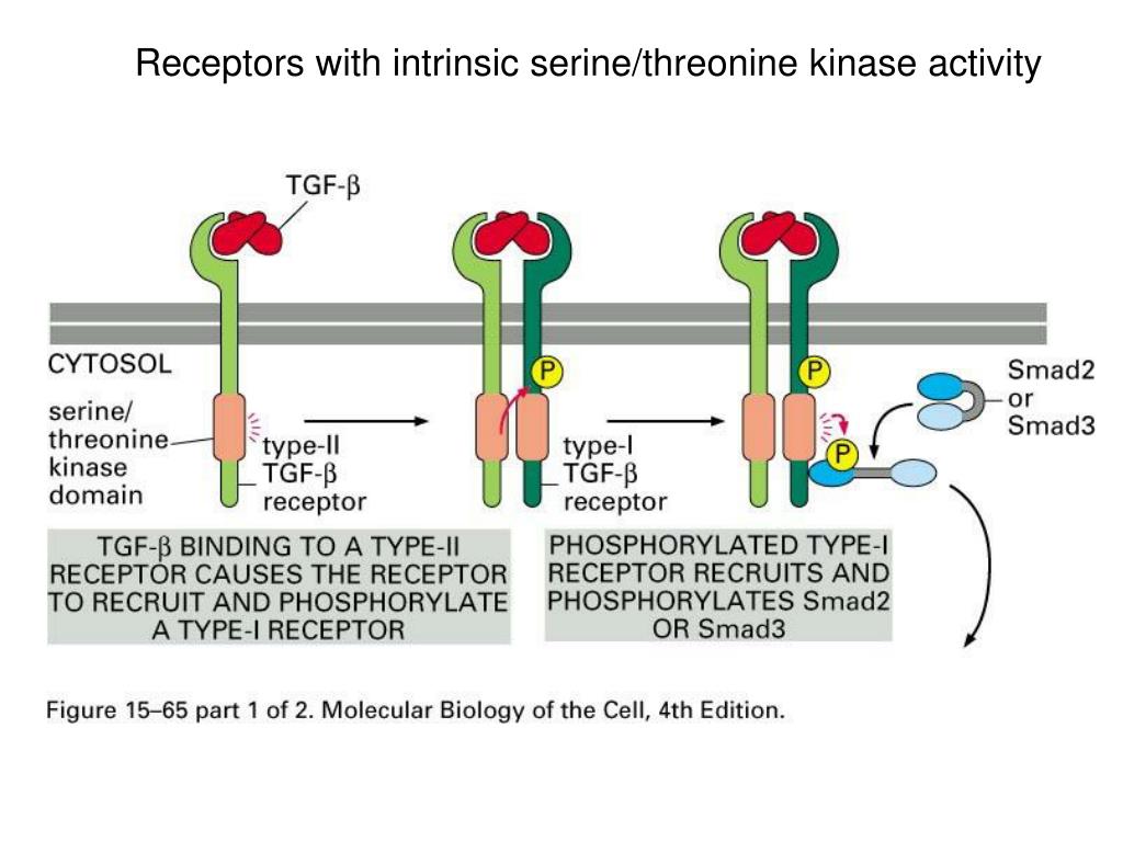 PPT Signaling by Serine/ Threonine Kinase Receptors PowerPoint