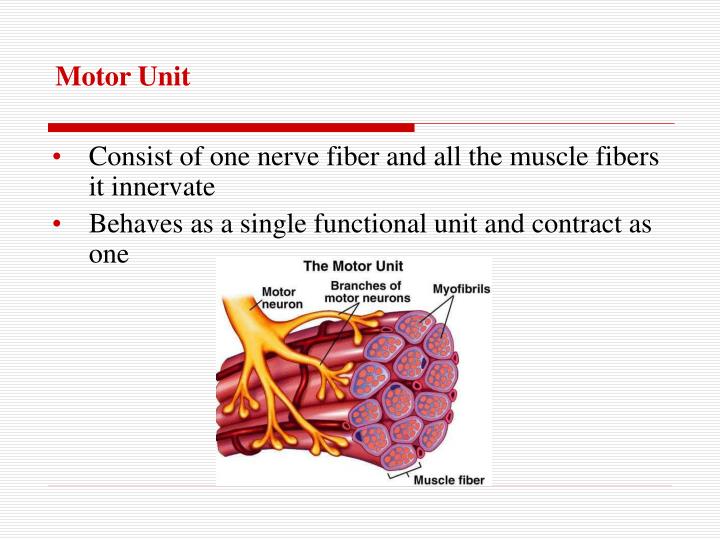 PPT Structure and Function of Skeletal Muscle PowerPoint Presentation ID4265636