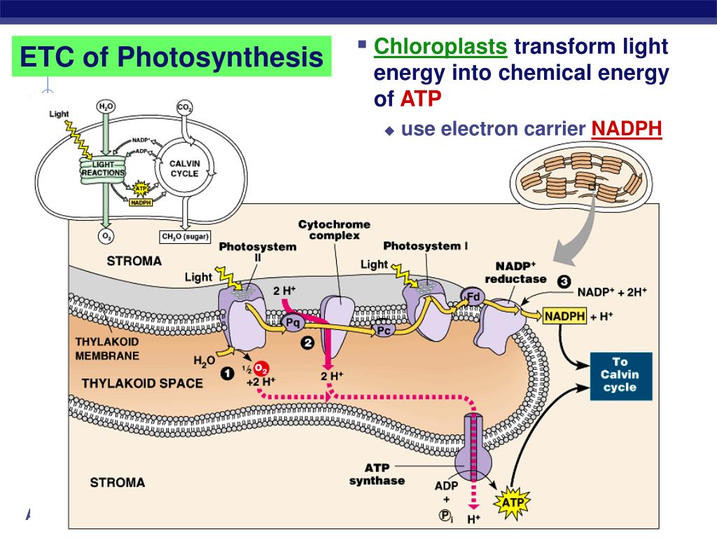 Concept Map Atp Adp Chlorophyll PPT Photosynthesis Life from Light and Air PowerPoint Presentation