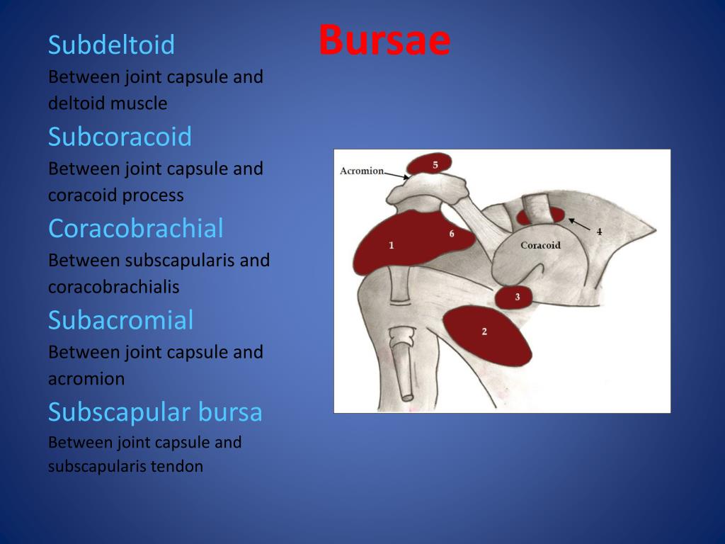 PPT MRI Anatomy of the Shoulder PowerPoint Presentation, free