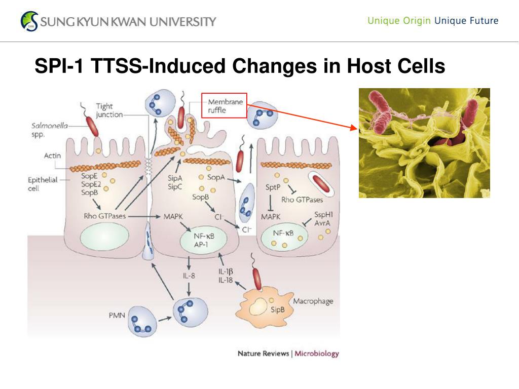Salmonella Pathogenesis / Salmonellose infections. Microbiological