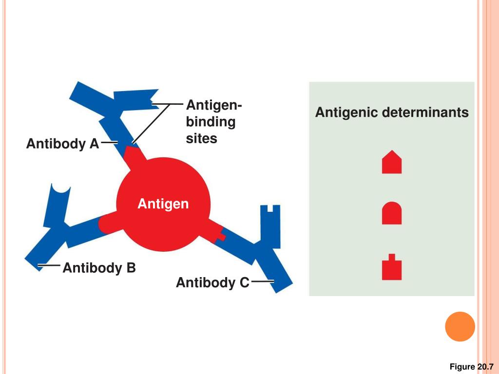 PPT The Immune System Innate and Adaptive Body Defenses Part B