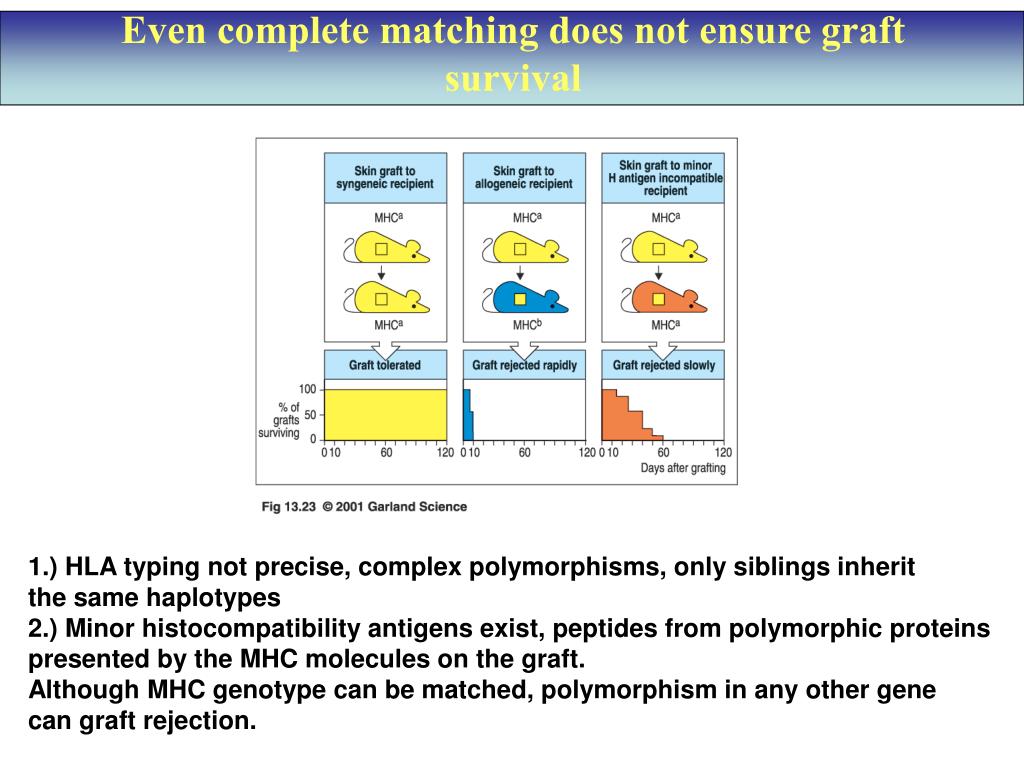 PPT The MHC complex function and disease association
