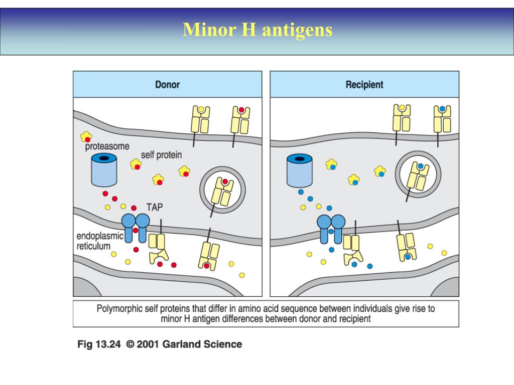 PPT The MHC complex function and disease association