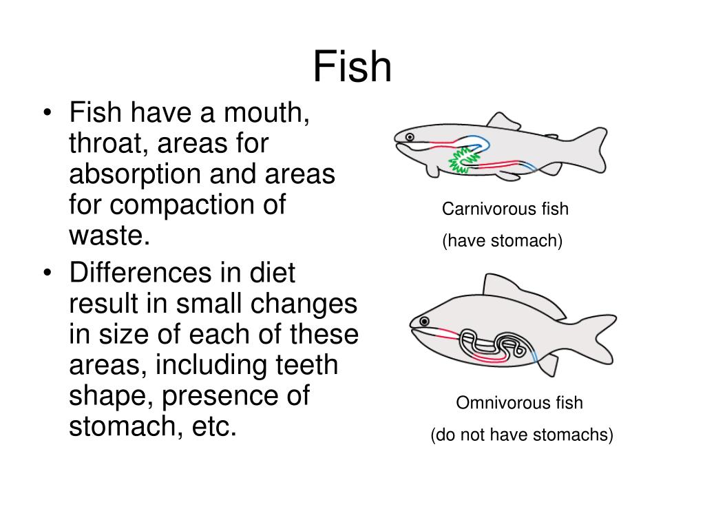 PPT Diges t ion PowerPoint Presentation, free download ID4273491