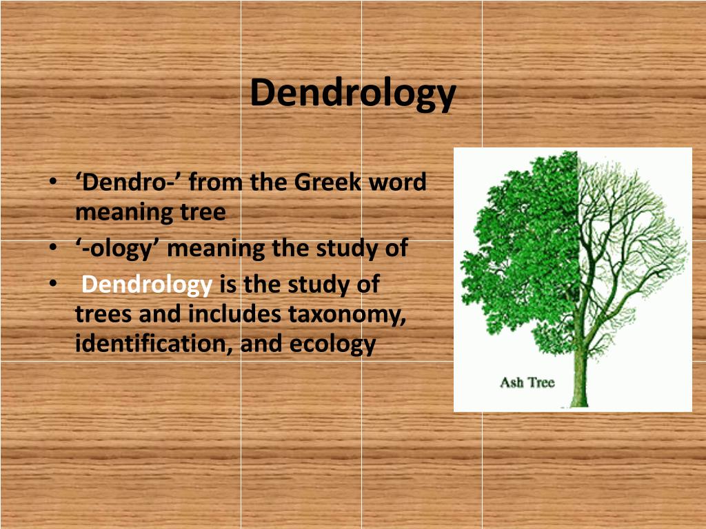 PPT “Adopt A Tree” Project PowerPoint Presentation, free download