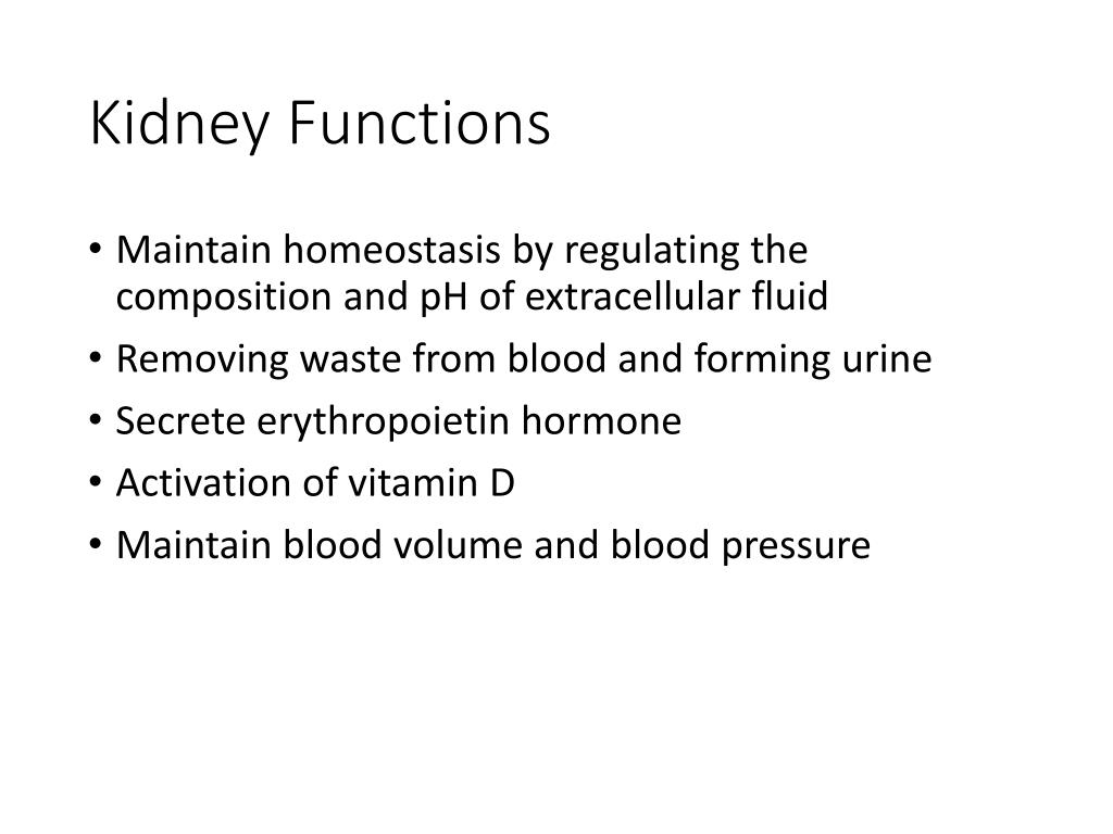 PPT Urinary System PowerPoint Presentation, free download ID4276039