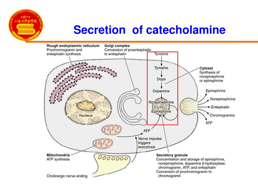 PPT The Adrenal Glands Part Ⅰ The Adrenal medulla PowerPoint