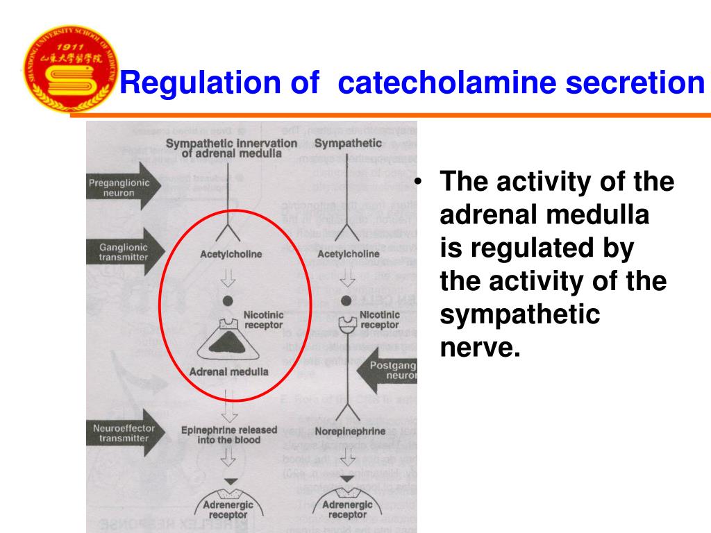 PPT The Adrenal Glands Part Ⅰ The Adrenal medulla PowerPoint