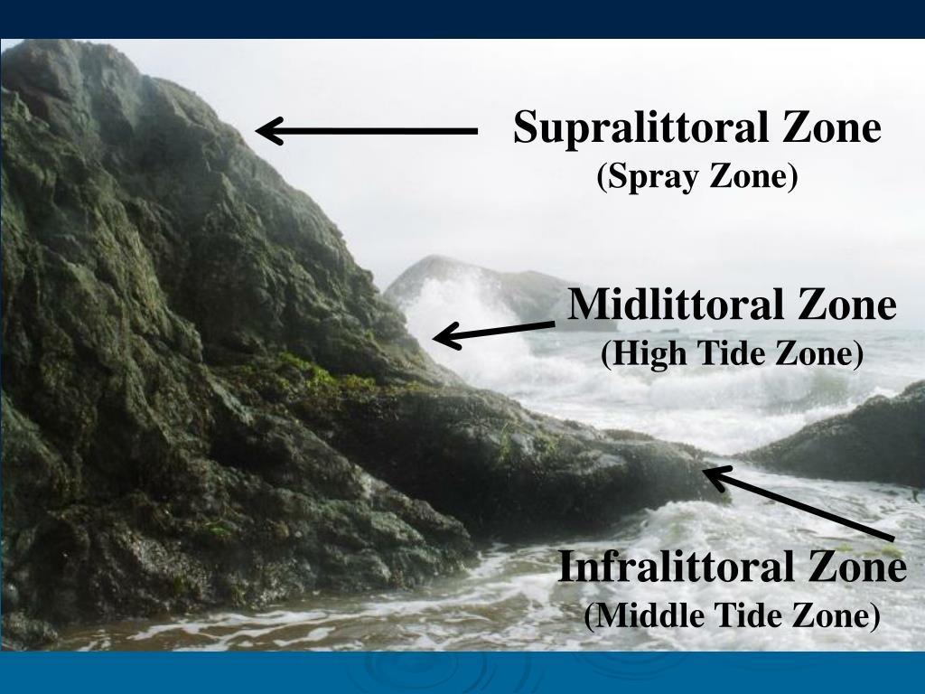 PPT Intertidal Zone PowerPoint Presentation, free download ID4284716