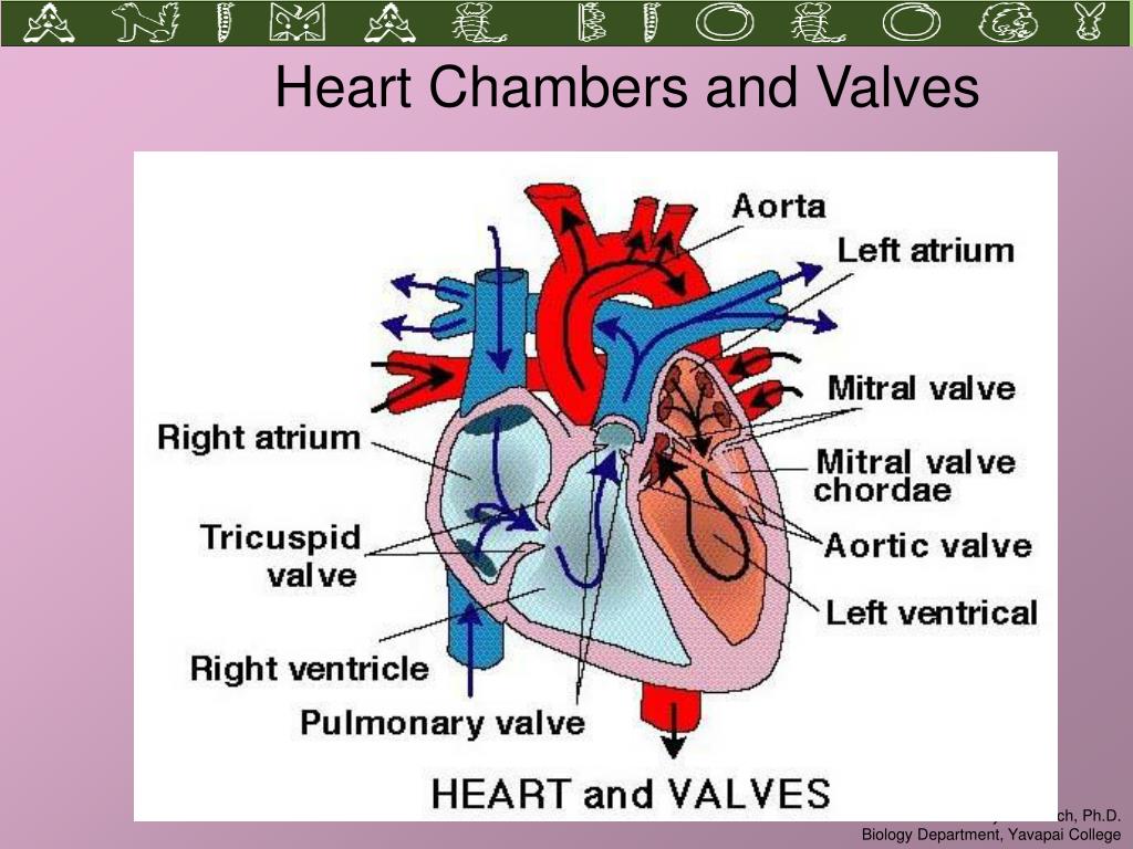 PPT Blood, Oxygen and Circulation PowerPoint Presentation, free