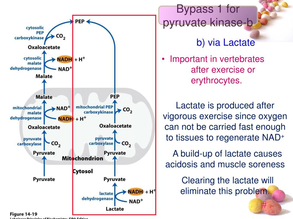 PPT GLUCONEOGENESIS PowerPoint Presentation, free download ID4291748